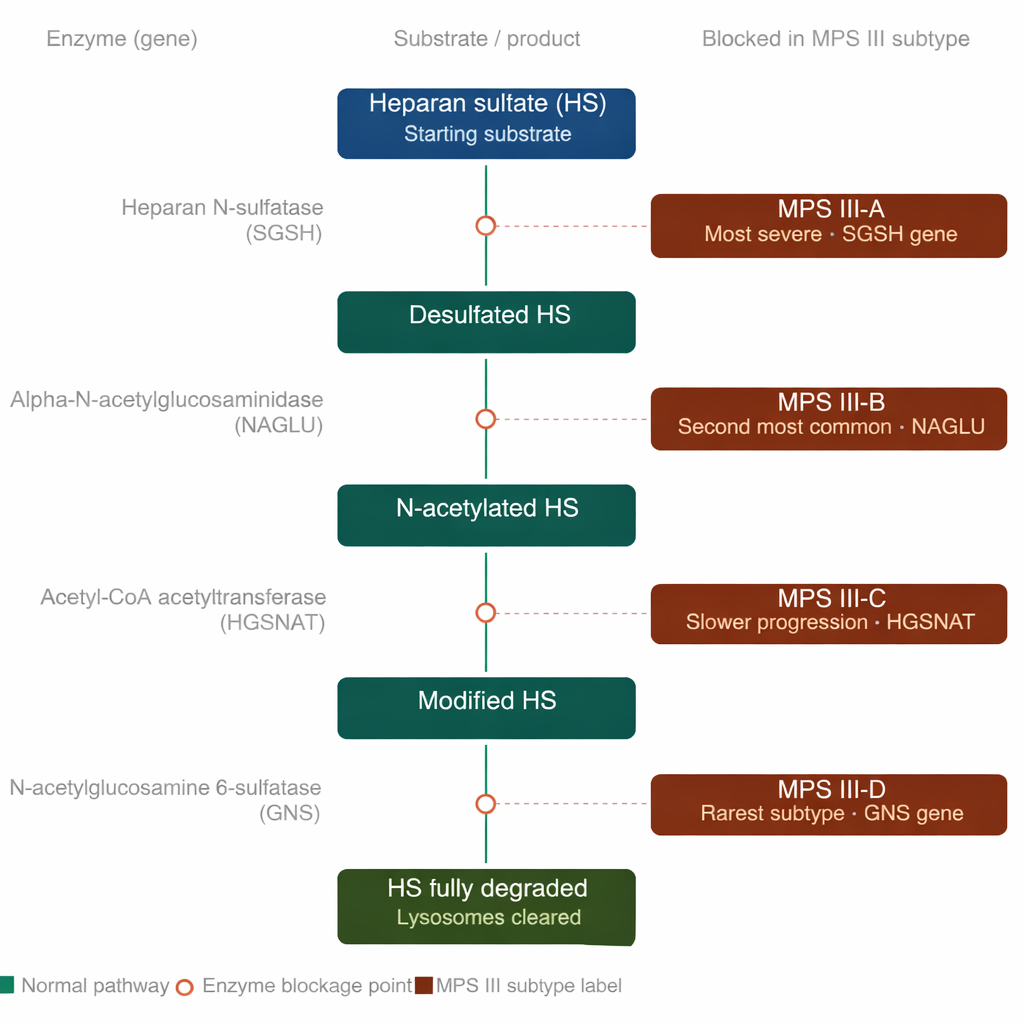 Scientific/medical diagram showing the heparan sulfate degradation pathway